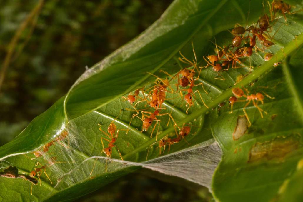 weaver ants